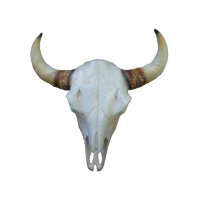 Bullenschädel Stierkopf Wand Skulpturen Höhe 64 cm Deko Figur Skelett Schädel